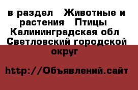  в раздел : Животные и растения » Птицы . Калининградская обл.,Светловский городской округ 